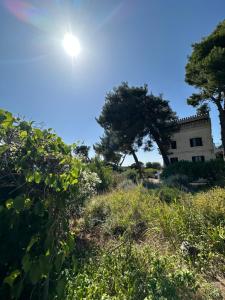 a house in the middle of a field with trees at Torre Marinella in Ostuni