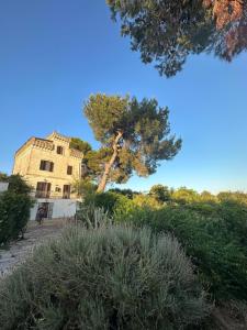 a pine tree in front of a building at Torre Marinella in Ostuni