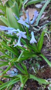 a group of blue flowers on a plant at Villa Morena 