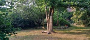 un banco sentado bajo un árbol en un patio en Einfachlosmachen-Zeltpunkt, 