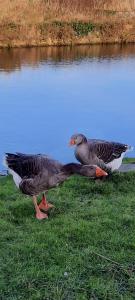 two ducks standing on the grass near a body of water at La hervuerie in La Haye-du-Puits