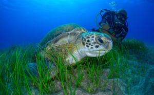 a green sea turtle swimming next to a diver at Boutique Hotel Las Eras Beach in Las Eras