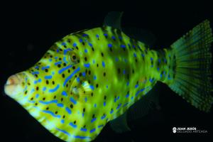 a yellow fish with blue dots on its side at Boutique Hotel Las Eras Beach in Las Eras