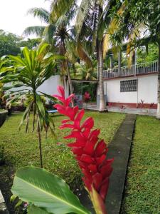 une fleur rouge sur un arbre dans une cour dans l'établissement Chalet El Paraiso, à Escuintla