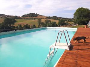 a dog walking next to a swimming pool at Agrihouse in Bracciano