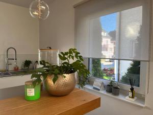 a plant sitting on a counter in a kitchen with a window at Stadtvilla am Park Heilbronn Pfühlpark in Heilbronn