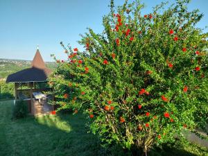 ヘーヴィーズにあるManor Villaの赤い花の木