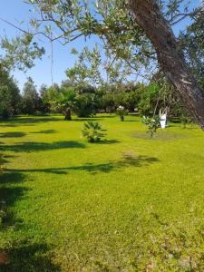 un champ d'herbe avec un arbre au premier plan dans l'établissement Li tufi Salento casa vacanze Puglia, à Monteroni di Lecce