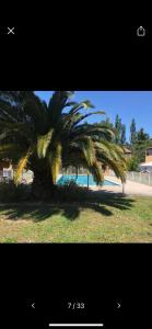 a palm tree in front of a swimming pool at Studio meublé in Arles