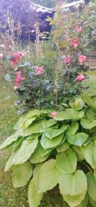 a large green bush with pink flowers in a garden at Kuća za odmor Kalina in Mokra Gora