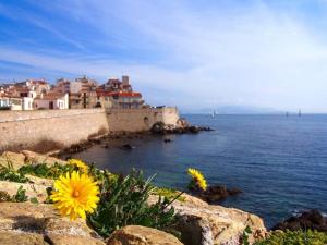 a group of yellow flowers on the rocks near the ocean at Antibes Port de Salis Appart 3p in Antibes