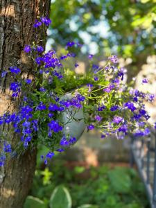 a bunch of purple flowers hanging from a tree at Przechowalnia Marzeń in Mikołajki