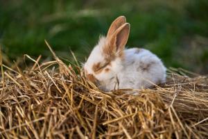 un petit lapin est assis dans une balle de foin dans l'établissement Hesselgaard Glamping, à Dalby