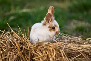 un pequeño conejo blanco sentado en un nido de heno en Hesselgaard Glamping, en Dalby