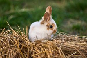 a small white rabbit sitting in a hay nest at Hesselgaard Glamping in Dalby