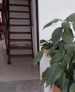 eine Pflanze in einem Topf neben einer Treppe in der Unterkunft La Casona in San Pedro de Jujuy