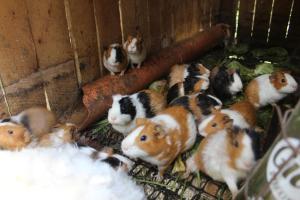 a group of guinea pigs in a cage at Tranquil Homestays in Naro Moru