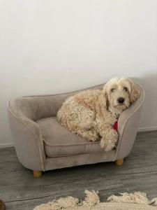 a dog sitting on a chair in a room at LOVELY PET FRIENDLY SELF CONTAINED HOLIDAY VILLA in Bongaree