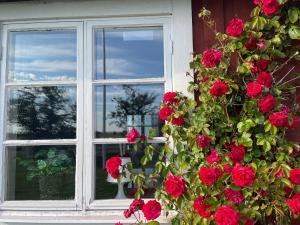 Zahrada ubytování Kapelludden Östra Öland