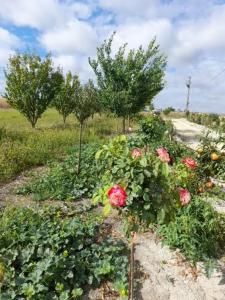 a garden with roses and trees in a field at La Crotinière in Marmagne