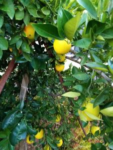 un montón de limones creciendo en un árbol en Eve's Accommodation en Windhoek