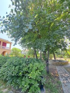 a tree with green leaves next to a bush at Villa Selini in Kallithea