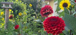 a group of red flowers in a garden at Dália Apartmanok in Csopak