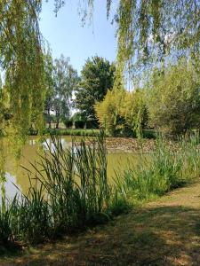 einen Teich in einem Park mit Gras und Bäumen in der Unterkunft Les ROSEAUX A la Campagne au centre des chateaux de la Loire in Feings