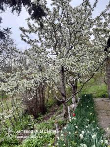 a tree with white flowers in a garden at Bardy guest house in Chʼiva