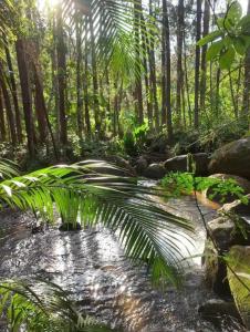 a stream in a forest with a palm tree at Chalés SFX in São Francisco Xavier