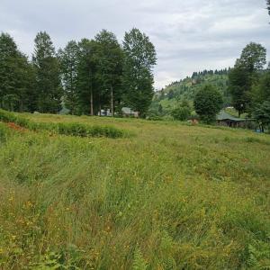 Akcaabat的住宿－Hıdırnebi Yayla Evi，一片高大的草场,有房子在后面