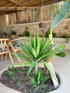 a green plant in a pot in a room at Le Rêve Boutique Hotel in Dhërmi