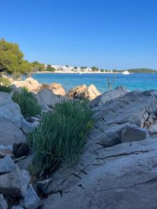 a bunch of plants on rocks near the water at BUQEZ ECO RESORT - Beach Villas 2 and 8 - Seaview, new wifi! in Drage