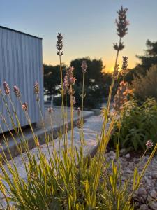 a group of flowers in front of a building at BUQEZ ECO RESORT - Beach Villas 2 and 8 - Seaview, new wifi! in Drage