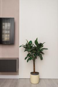 une plante en pot dans une pièce à côté d'un mur dans l'établissement Marina Luxury Apartments Durrës, à Durrës