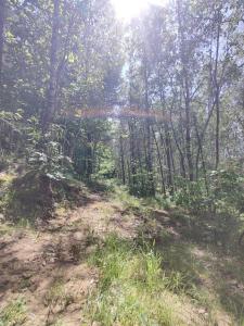 a dirt road in the middle of a forest at Mały Domeczek in Sulęczyno