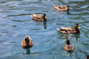 Φωτογραφία από το άλμπουμ του Camping Le Moulin du Bleufond σε Montignac +55 φωτογραφίες