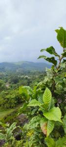 a tree with green leaves on top of a mountain at SS RESIDENCY in Māranhalli