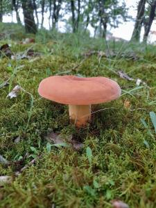 een paddenstoel in het midden van een grasveld bij N’Kanu in Rrëshen
