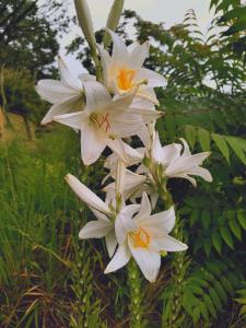 um grupo de flores brancas sobre uma planta em Ala Ovest de La Fabbrica in collina em Prasco