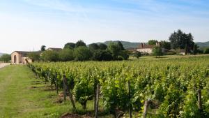 un vignoble avec un bouquet de vignes vertes dans l'établissement Château Gautoul, à Puy-lʼÉvêque