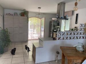 deux chats se tiennent dans une cuisine avec un comptoir dans l'établissement Villa Zen avec 2 chats, à Grospierres