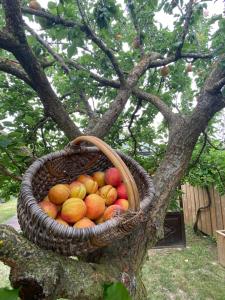 a basket of fruit sitting on a tree at Céline et Olivier in Pornic