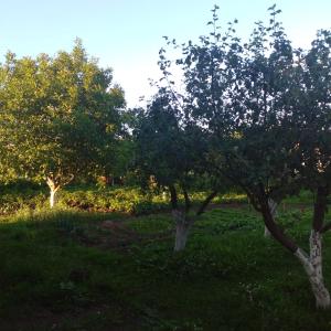 Κήπος έξω από το Family house