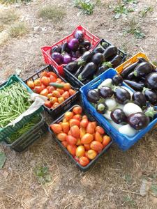 four baskets of tomatoes and other vegetables on the ground at Agriturismo Pavoni in Castelliri