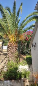 a palm tree in a garden next to a building at Chalet Sol y Sombra in Pals