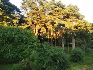 een groep bomen in een veld met struiken bij Apartament Górka Zdrój in Busko-Zdrój