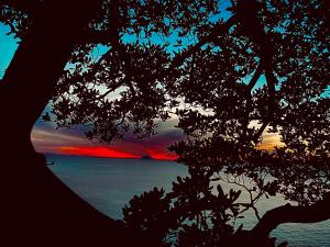 una vista di un tramonto da dietro un albero di Bonsai a Tropea
