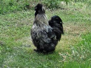 Altri animali domestici presso il bed & breakfast o nei dintorni