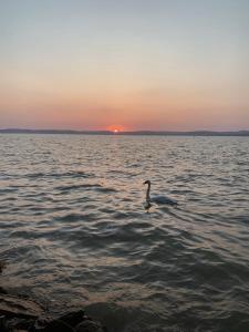 Lakeside Home Apartman 8624 Balatonszárszó, 12 Tass utca kép - 2